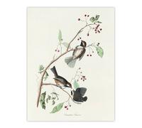 Artery8 Canadian Titmouse Bird Audubon Nature Wall Art Print Poster in White | Size: W18" x H24" Artery8 White W18" x H24"