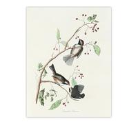Artery8 Canadian Titmouse Bird Large Wall Art Poster Print 18X24 Inch Artwork By Audubon : Small Woodland Bird Artwork Perfect For Hallway Or Study Capturing Stillness Focus And Natural Grace