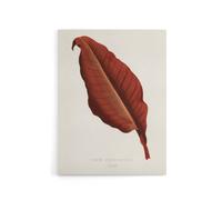 Artery8 Canna Botany Red Leaf Shirley Hibberd Vintage Canvas Wall Art in White | Size: W24" x H32" Artery8 White W24" x H32"