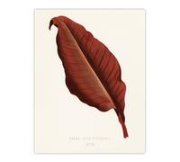 Artery8 Canna Botany Red Leaf Shirley Hibberd Vintage Wall Art Print Poster in White | Size: W24" x H32" Artery8 White W24" x H32"