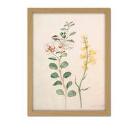 Artery8 Capers Gorse Beetle Nature Flowers Painting Artwork Framed Wall Art Print 18X24 Inch