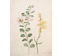 Artery8 Capers Gorse Beetle Nature Flowers Painting Premium Wall Art Canvas Print 18X24 Inch