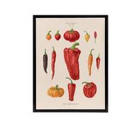 Artery8 Capsicums & Chili Peppers Ernst Benary Framed Canvas Wall Art Print in White | Size: W18" x H24" Artery8 White W18" x H24"