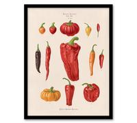 Artery8 Capsicums & Chili Peppers Ernst Benary Framed Wall Art Print in White | Size: A4 Artery8 White A4