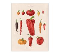 Artery8 Capsicums & Chili Peppers Ernst Benary Wall Art Poster Print in White | Size: W18" x H24" Artery8 White W18" x H24"