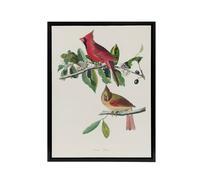 Artery8 Cardinal Grosbeak Bird Audubon Nature Black Framed Canvas Wall Art in White | Size: W24" x H32" Artery8 White W24" x H32"