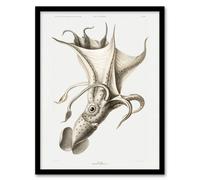 Artery8 Carl Chun Cockeyed Squid Vintage Illustration Framed Art Picture Print in White | Size: A4 Artery8 White A4