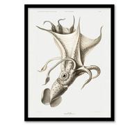 Artery8 Carl Chun Cockeyed Squid Vintage Illustration Framed Art Picture Print in White | Size: A3 Artery8 White A3