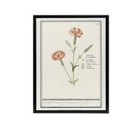 Artery8 Carnation Dianthus Flower Anselmus de Boodt Framed Canvas Wall Art in White | Size: W12" x H16" Artery8 White W12" x H16"