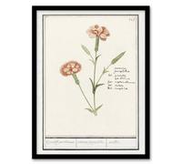 Artery8 Carnation Dianthus Flower Anselmus de Boodt Framed Wall Art Print in White | Size: W12" x H16" Artery8 White W12" x H16"