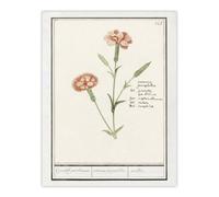 Artery8 Carnation Dianthus Flower Anselmus De Boodt Wall Art Poster Print 12X16"