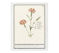 Artery8 Carnation Dianthus Flower Anselmus de Boodt Wall Art Poster Print in White | Size: W12" x H16" Artery8 White W12" x H16"