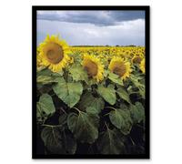 Artery8 Carol M Highsmith A Kansas Sunflower Field Up Close Framed Wall Art Print A3
