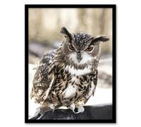 Artery8 Carol M Highsmith Long Eared Owl Perched On A Rock Framed Art Print | Size: A4 Artery8 Multicolor A4
