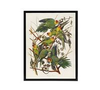 Artery8 Carolina Parakeet Parrot Audubon Nature Black Framed Canvas Wall Art in White | Size: W24" x H32" Artery8 White W24" x H32"