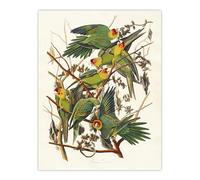 Artery8 Carolina Parakeet Parrot Large Wall Art Poster Print 18X24 Inch Artwork By Audubon : Extinct Parakeet Illustration Perfect For Study Or Hallway Reflecting Natural History And Vivid Colour