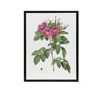 Artery8 Carolina Rose Illustration Black Framed Canvas Wall Art Print 24X32 Artwork By Redoute : Southern Rose Design Lending Romantic Colour And Charm To Classic Home Interiors