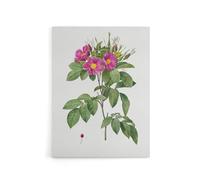 Artery8 Carolina Rose Illustration Canvas Wall Art Print 18X24 Artwork By Redoute : Southern Rose Design Lending Romantic Colour And Charm To Classic Home Interiors