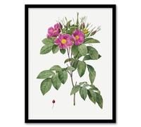 Artery8 Carolina Rose Illustration Framed Wall Art Print A4 Artwork By Redoute : Southern Rose Design Lending Romantic Colour And Charm To Classic Home Interiors