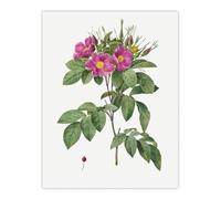 Artery8 Carolina Rose Illustration Large Wall Art Poster Print 18X24 Inch Artwork By Redoute : Southern Rose Design Lending Romantic Colour And Charm To Classic Home Interiors