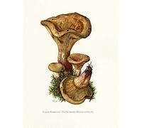 Artery8 Caspari Brown Roll Rim Mushroom Illustration Unframed Wall Art Print Poster Home Decor Premium