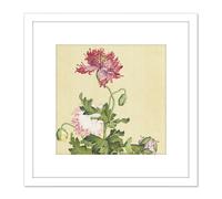 Artery8 Castiglione Opium Poppy Flower Painting 8X8 Inch Square Wooden Framed Wall Art Print Picture with Mount in White Artery8 White