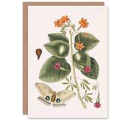 Artery8 Catesby Art Card Great Moth Tievine & Geiger Tree Flowers Artery8 Multicolor