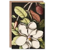 Artery8 Catesby Art Card Laurel Tree Magnolia Altissima Flower Artery8 Multicolor
