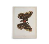 Artery8 Cecropia Moth Vintage Illustration Denton Canvas Wall Art Print in White | Size: W18" x H24" Artery8 White W18" x H24"