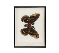 Artery8 Cecropia Moth Vintage Illustration Denton Framed Canvas Wall Art Print in White | Size: W18" x H24" Artery8 White W18" x H24"