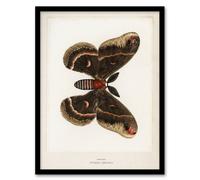 Artery8 Cecropia Moth Vintage Illustration Denton Framed Wall Art Print in White | Size: A4 Artery8 White A4