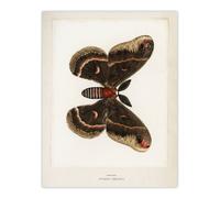 Artery8 Cecropia Moth Vintage Illustration Denton Wall Art Poster Print in White | Size: W18" x H24" Artery8 White W18" x H24"