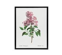 Artery8 Chinese Lilac Floral Redoute Vintage Black Framed Canvas Wall Art in White | Size: W12" x H16" Artery8 White W12" x H16"