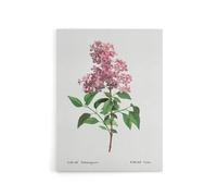 Artery8 Chinese Lilac Floral Redoute Vintage Canvas Wall Art in White | Size: W18" x H24" Artery8 White W18" x H24"