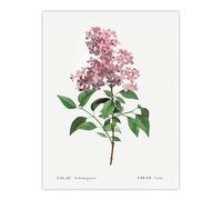 Artery8 Chinese Lilac Floral Redoute Vintage Wall Art Print Poster in White | Size: W12" x H16" Artery8 White W12" x H16"