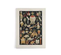 Artery8 Chinese Ornamental Objects Racinet Vintage Canvas Wall Art in Black | Size: W24" x H32" Artery8 Black W24" x H32"