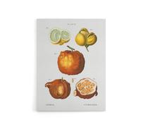 Artery8 Citrus Fruit Illustration Redoute Vintage Canvas Wall Art in White | Size: W18" x H24" Artery8 White W18" x H24"