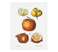 Artery8 Citrus Fruit Illustration Redoute Vintage Wall Art Print Poster in White | Size: W24" x H32" Artery8 White W24" x H32"
