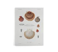 Artery8 Clam shell varieties Augustus Gould Canvas Wall Art Print in White | Size: W24" x H32" Artery8 White W24" x H32"