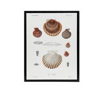 Artery8 Clam shell varieties Augustus Gould Framed Canvas Wall Art Print in White | Size: W18" x H24" Artery8 White W18" x H24"