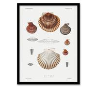 Artery8 Clam shell varieties Augustus Gould Framed Wall Art Print in White | Size: A4 Artery8 White A4
