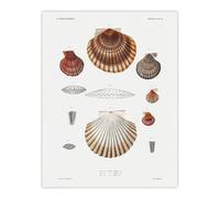 Artery8 Clam shell varieties Augustus Gould Wall Art Poster Print in White | Size: W12" x H16" Artery8 White W12" x H16"