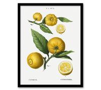 Artery8 Clusters of Citrus Fruit Redoute Vintage Framed Wall Art Print in White | Size: W12" x H16" Artery8 White W12" x H16"