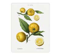Artery8 Clusters of Citrus Fruit Redoute Vintage Wall Art Print Poster in White | Size: W24" x H32" Artery8 White W24" x H32"