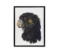 Artery8 Cockatoo Parrot Head Schouman Watercolour Framed Canvas Wall Art Print in White | Size: W24" x H32" Artery8 White W24" x H32"
