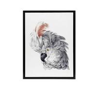 Artery8 Cockatoo Parrot Head Watercolour Schouman Framed Canvas Wall Art Print in White | Size: W12" x H16" Artery8 White W12" x H16"