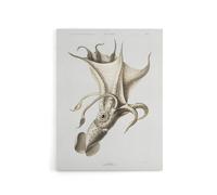 Artery8 cockeyed squid illustration Carl Chun Canvas Wall Art Print in White | Size: W18" x H24" Artery8 White W18" x H24"