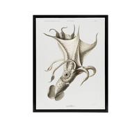 Artery8 cockeyed squid illustration Carl Chun Framed Canvas Wall Art Print in White | Size: W12" x H16" Artery8 White W12" x H16"