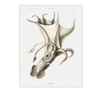 Artery8 cockeyed squid illustration Carl Chun Wall Art Poster Print in White | Size: W18" x H24" Artery8 White W18" x H24"