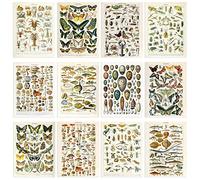 Artery8 Collection Of Vintage Millot Encyclopedia Mushrooms Insects Butterflies Beetles Set Of 12 Unframed Wall Art Prints Bathroom Bedroom Aesthetic Illustrations 12X16 Inch